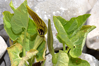 Aristolochia pallida